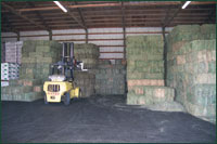 Horse Hay